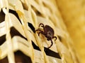 Close up photo of adult female deer tick. Selective focus Royalty Free Stock Photo