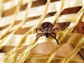 Close up photo of adult female deer tick. Selective focus Royalty Free Stock Photo