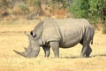 A photo of an adult female white rhino. Royalty Free Stock Photo