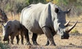 A photo of a mother and calf white rhino. Royalty Free Stock Photo