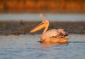adult great white pelican