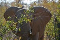 Close up photo of an African elephant making it\'s way through the bush.