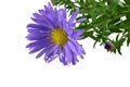 Close up photo of alpine aster isolated on white background. Floral pattern with beautiful violet flower, autumn garden plant Royalty Free Stock Photo