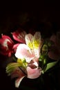 Close up photo of alstroemeria Royalty Free Stock Photo