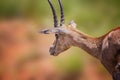 Close up photo of antelope with big horns stands in the grass and chews in Tsavo East, Kenya. It is a wildlife photo