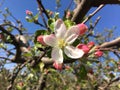 Close up photo of apple tree flowers, spring season Royalty Free Stock Photo