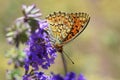 Argynnis niobe , the Niobe fritillary butterfly