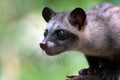 Close up photo of asian palm civet Royalty Free Stock Photo