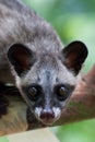 Close up photo of asian palm civet Royalty Free Stock Photo