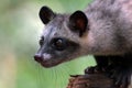 Close up photo of asian palm civet Royalty Free Stock Photo