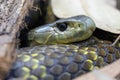 Australia Eastern Tiger Snake Royalty Free Stock Photo