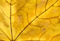 Close-up photo of autumn leaves. Leaf texture. Macro photo Royalty Free Stock Photo