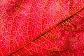 Close-up photo of autumn leaves. Leaf texture. Macro photo Royalty Free Stock Photo