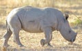 A close-up photo of an baby white rhino calf. Royalty Free Stock Photo