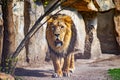 Close up photo of Barbary lion. He is going. The background is a rock. It is African lion. The Barbary lion was a Panthera leo