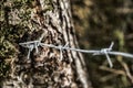 A close-up photo of barbed wire and tree trunk on background. Selective focus