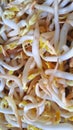 A close-up photo of bean sprouts