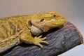 Bearded Dragon: A Close-Up Look at This Amazing Lizard Royalty Free Stock Photo