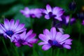 A close-up photo of a beautiful African daisy, or South African daisy, or Cape daisy, or blue-eyed daisy. These flowers are also k Royalty Free Stock Photo