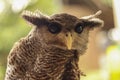 Close up photo of the beautiful Beluk Jampuk owl (bubo sumartanus or Malay eagle-owl) standing on a branch. Royalty Free Stock Photo