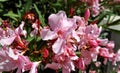 Close-up photo of beautiful bright pink oleander nerium  flowers Royalty Free Stock Photo