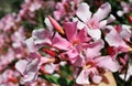 Close-up photo of beautiful bright pink oleander nerium flowers