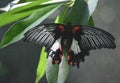 Close up photo of a beautiful butterfly on a leaf Royalty Free Stock Photo