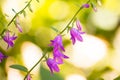 Close up Photo of Beautiful Campanula Flowers on Bright Blurred Green Background.