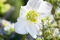 Close-up photo of beautiful Christmas rose Helleborus niger white flower in winter garden Royalty Free Stock Photo