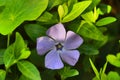 Close up photo of beautiful dewy purple flower within green foliage.Floral background.Beautiful spring plants