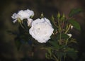 Lush White Roses Royalty Free Stock Photo