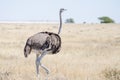 Close-up photo of beautiful female ostrich bird walking in dry grass, Etosha National Park, Namibia, Africa Royalty Free Stock Photo