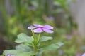 Catharanthus madagascar periwinkle , sadabahar