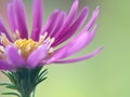 close-up photo of beautiful and fresh blooming purple flowers Royalty Free Stock Photo