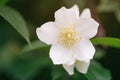 Close up photo of beautiful jasmine blossom in evening sunset light Royalty Free Stock Photo