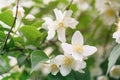 Close up photo of beautiful jasmine blossom in evening sunset light Royalty Free Stock Photo