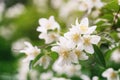 Close up photo of beautiful jasmine blossom in evening sunset light Royalty Free Stock Photo