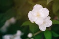 Close up photo of beautiful jasmine blossom in evening sunset light Royalty Free Stock Photo