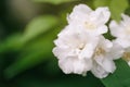 Close up photo of beautiful jasmine blossom in evening sunset light Royalty Free Stock Photo