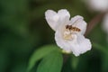 Close up photo of beautiful jasmine blossom in evening sunset light Royalty Free Stock Photo