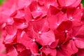 Close-up photo of beautiful pink hydrangea flowers Royalty Free Stock Photo