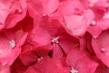 Close-up photo of beautiful pink hydrangea flowers Royalty Free Stock Photo