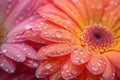 Close-up photo of a beautiful pink and orange flower with water drops on its petals. Royalty Free Stock Photo