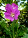 A Beautiful Elegant wild pink flower in Summertime