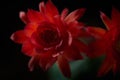 close up photo a beautiful red flower of gymnocalycium baldianum cactus Royalty Free Stock Photo