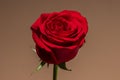 Close up photo of a beautiful red rose isolated on light taupe background