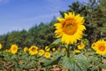 Close-up photo of a beautiful sunflower in the field in Palencia Royalty Free Stock Photo
