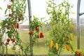 Beautiful tomato and cucumber growing in a greenhouse