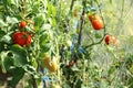 Close-up - beautiful tomato and cucumber growing in a greenhouse