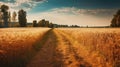 Close-up photo. Beautiful wheat field against the blue sky